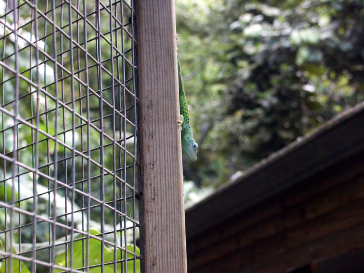17a - Parc des Mamelles - Zoo 031.jpg - DCF 1.0